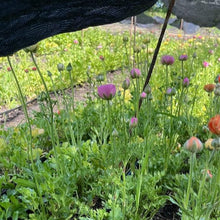 Load image into Gallery viewer, Ranunculus Corms - Half Clone Juliette
