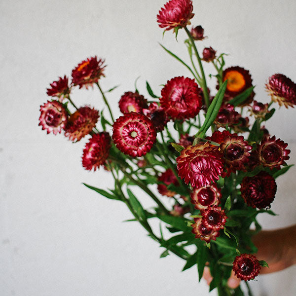 Strawflower - Monstrosum Scarlet Seed