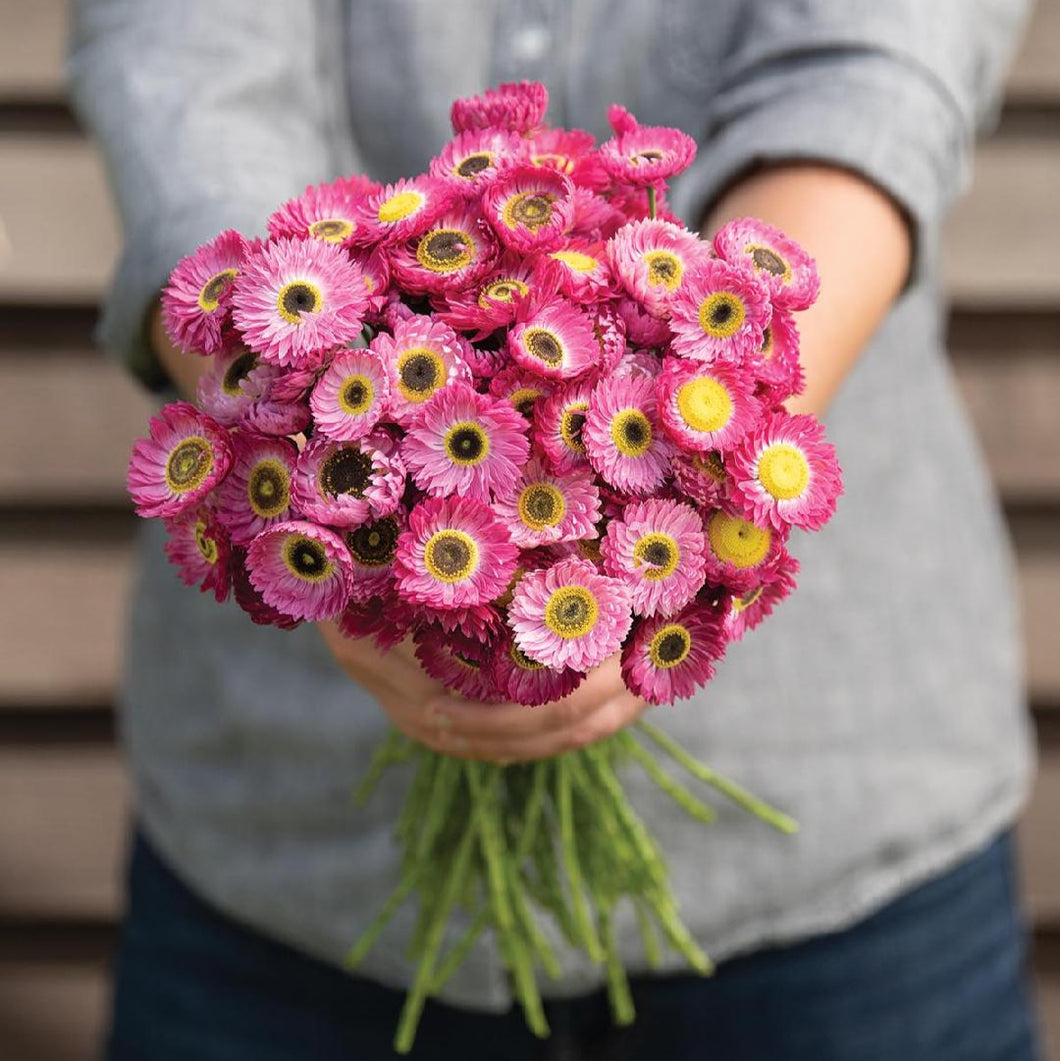 Helipterum (Paper Daisy) - Pierrot Red Seed