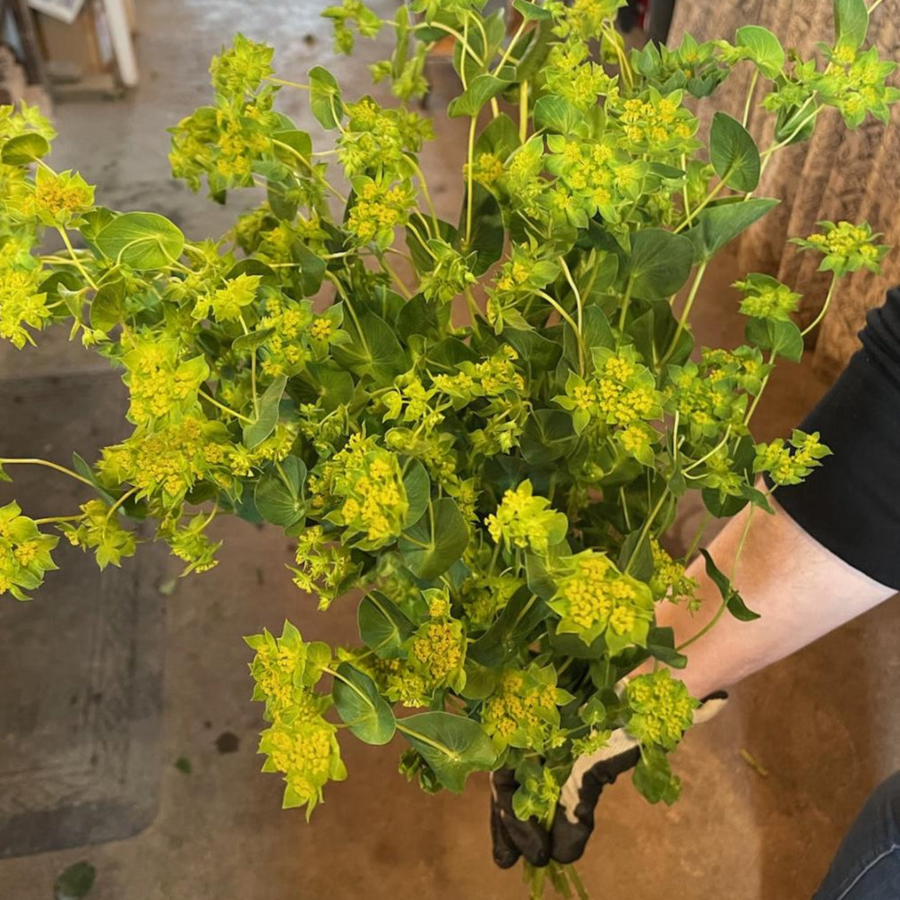 Bupleurum - Green Gold Seed