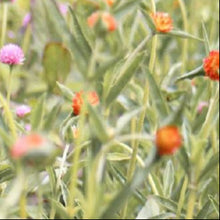 Load image into Gallery viewer, Gomphrena - QIS Orange Seed
