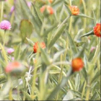 Gomphrena - QIS Orange Seed