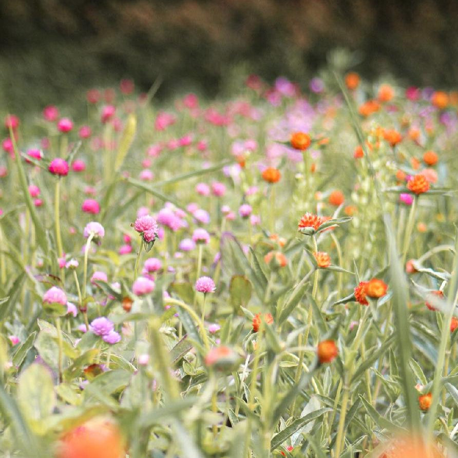 Gomphrena - Raspberry Cream Seed