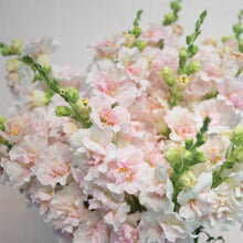 Load image into Gallery viewer, Snapdragon - Double Frappe Light Pink Seed
