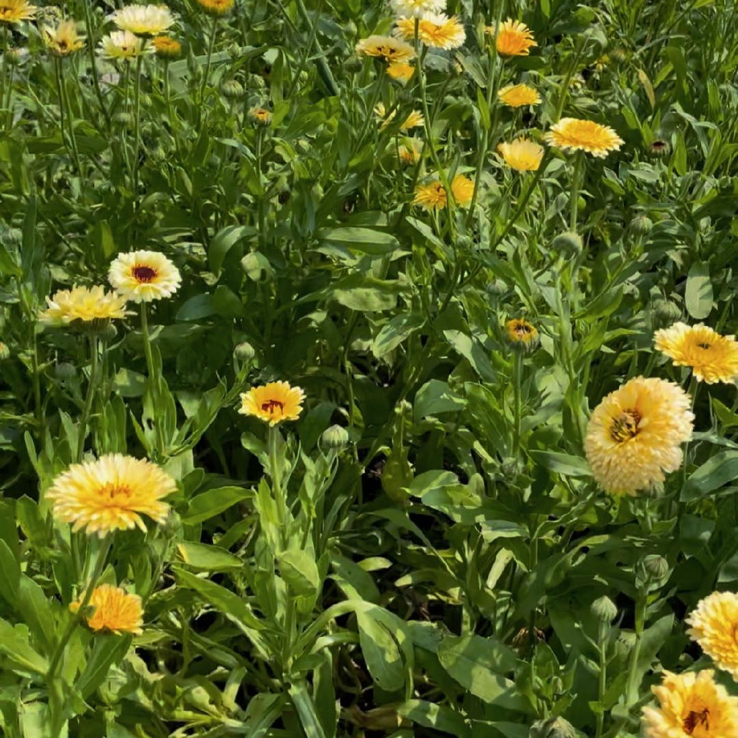 Calendula - Ivory Princess Seed