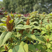 Load image into Gallery viewer, Amaranthus - Hot Biscuits Seed
