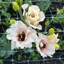 Load image into Gallery viewer, Lisianthus - Arena 3 Baby Pink Seed
