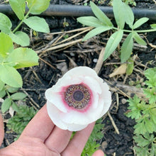 Load image into Gallery viewer, Anemone Corms - Carmel Pastel Mix
