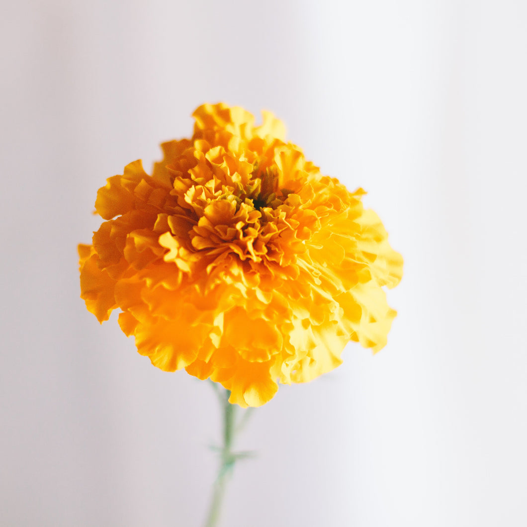Marigold - Coco Gold Giant Seed