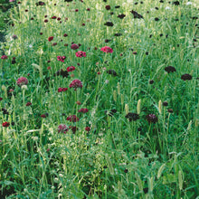 Load image into Gallery viewer, Scabiosa - Merlot Red
