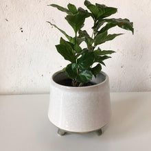 Load image into Gallery viewer, Footed Stoneware Planter
