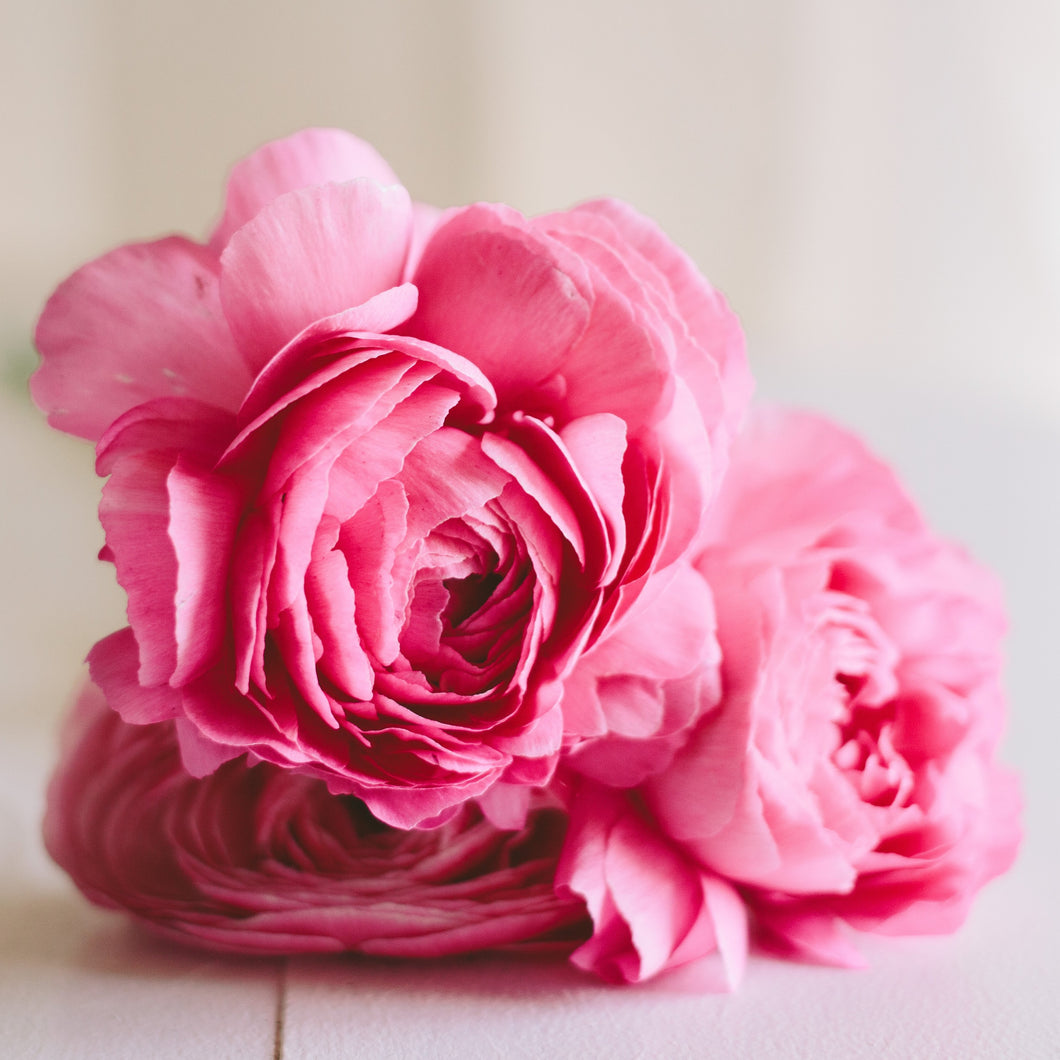 Ranunculus Corms - Rose