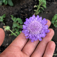 Load image into Gallery viewer, Scabiosa - Oxford Blue Seed
