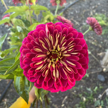 Load image into Gallery viewer, Zinnia - Benary&#39;s Giant Wine Seed
