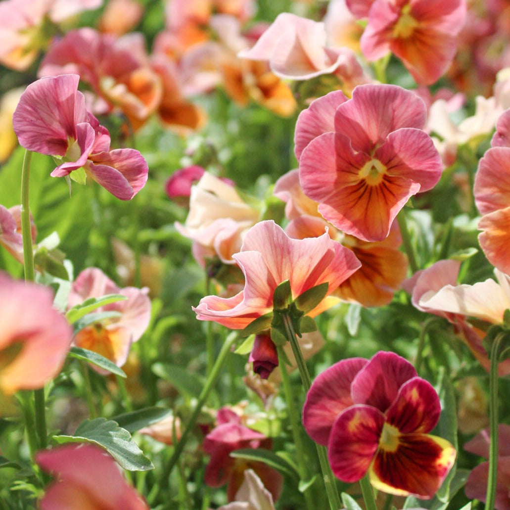 Pansy - Antique Shades Seed
