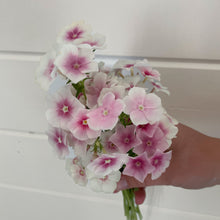 Load image into Gallery viewer, Phlox - Blushing Bride Seed
