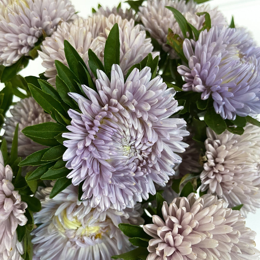 Aster - Lady Coral Lavender Seed