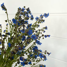 Load image into Gallery viewer, Forget Me Nots - Chinese Blue Seed
