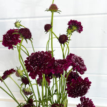 Load image into Gallery viewer, Scabiosa - Merlot Red
