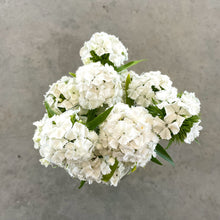 Load image into Gallery viewer, Dianthus - White Seed
