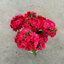 Load image into Gallery viewer, Dianthus - Coral Seed
