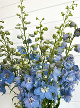Load image into Gallery viewer, Delphinium - Magic Fountains Sky Blue

