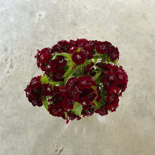 Load image into Gallery viewer, Dianthus - Sweet Black Cherry Seed
