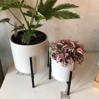 Textured Ceramic Planter with Black Stand