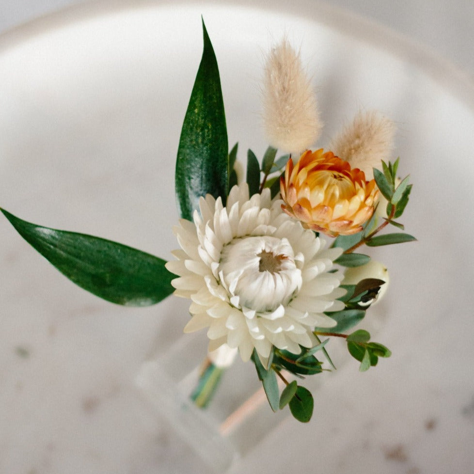 Strawflower, Vintage White