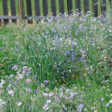 Load image into Gallery viewer, Bachelor Buttons - Frosty Mix Seed
