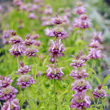 Load image into Gallery viewer, Bee Balm - Lemon Mint Seed
