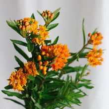 Load image into Gallery viewer, Asclepias (Butterfly Flower) - Bright Orange Seed
