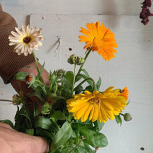 Load image into Gallery viewer, Calendula - Tall Double Cut Mix Seed
