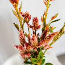 Load image into Gallery viewer, Celosia - Celway Terracotta Seed
