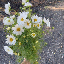 Load image into Gallery viewer, Cosmos - Double Dutch White Seed
