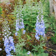 Load image into Gallery viewer, Delphinium - Magic Fountains Sky Blue
