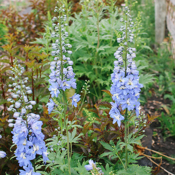 Delphinium - Pacific Giants Summer Skies (Light Blue) Seed