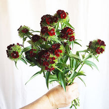 Load image into Gallery viewer, Dianthus - Sweet Black Cherry Seed
