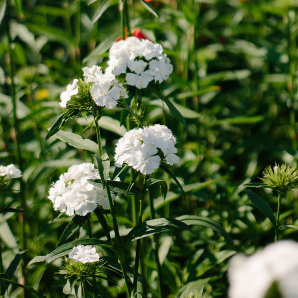 Dianthus - White Seed