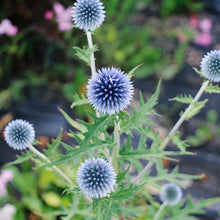 Load image into Gallery viewer, Echinops (Globe Thistle) - Ritro Blue Seed
