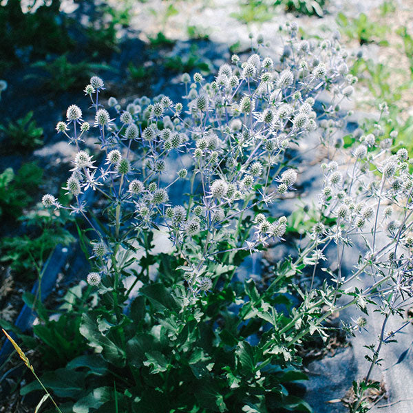 White Glitter - Eryngium Seed