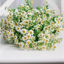 Load image into Gallery viewer, Feverfew (Chrysanthemum) - Magic Single Seed
