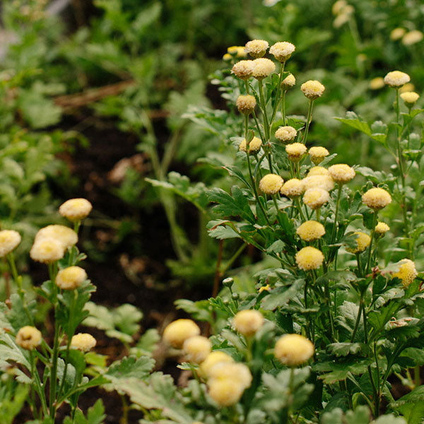 Feverfew (Chrysanthemum) - Vegmo Sunny Ball Seed