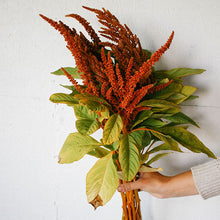 Load image into Gallery viewer, Amaranthus - Hot Biscuits Seed
