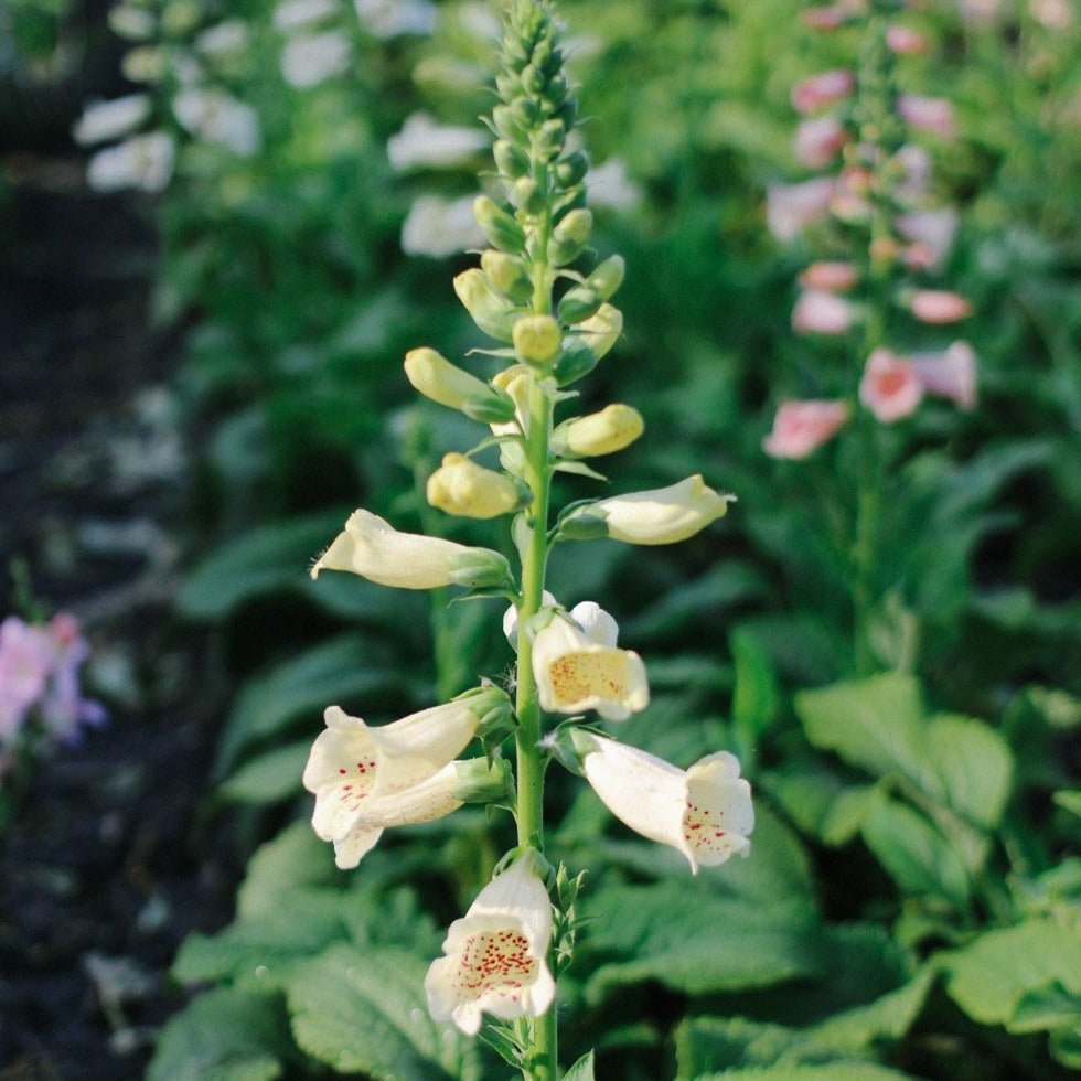 Foxglove - Camelot Cream Seed