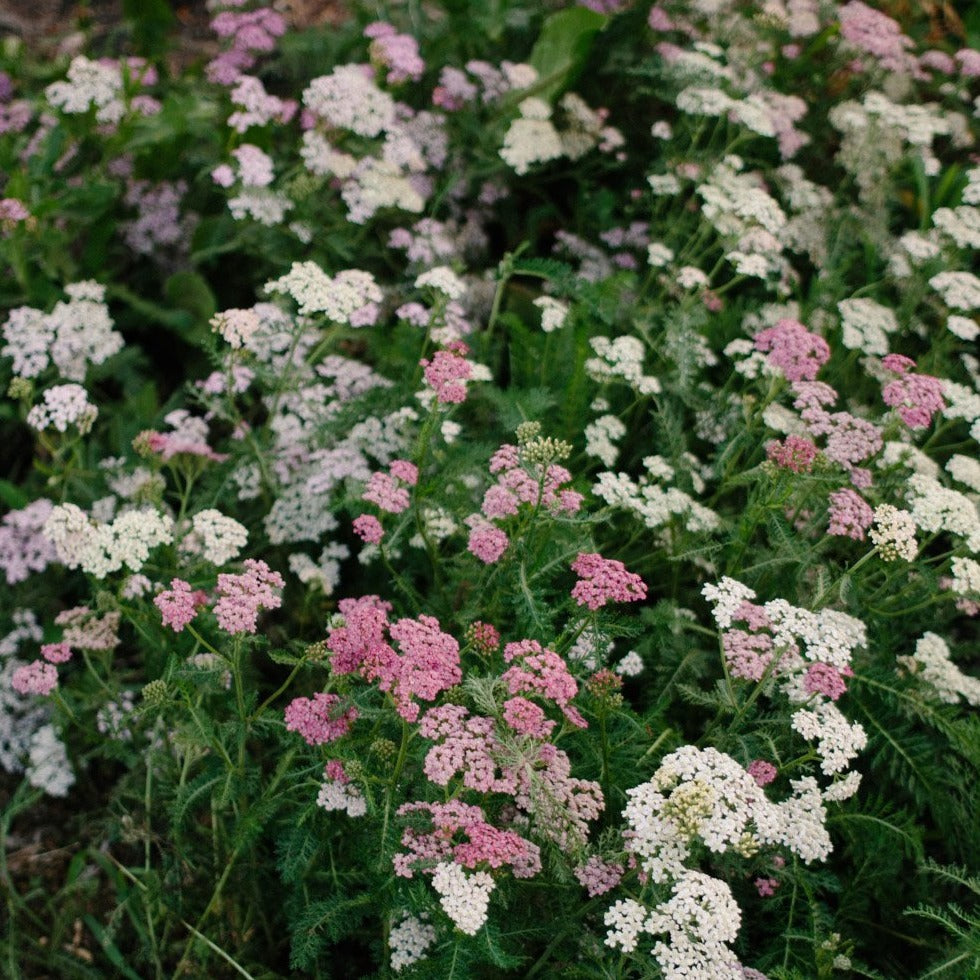 Yarrow - Summer Pastels Mix Seed