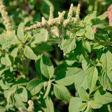 Load image into Gallery viewer, Amaranthus - Green Cascade Seed
