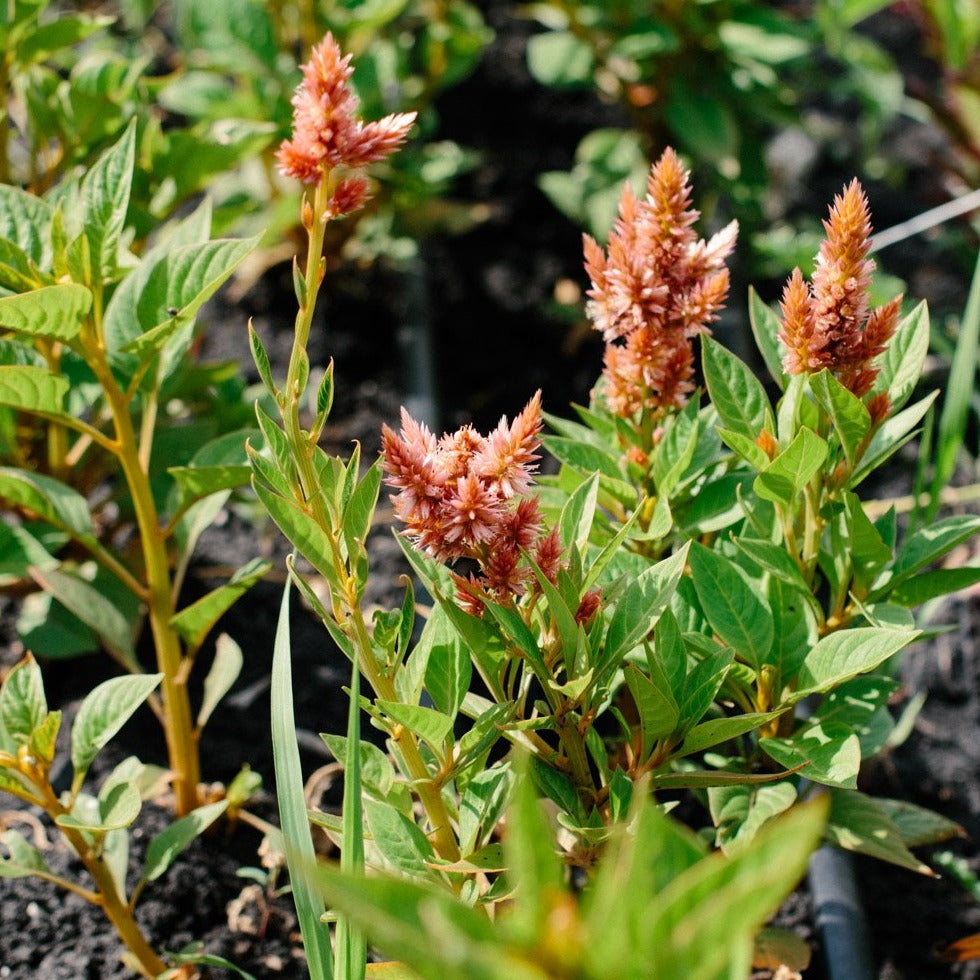 Celosia - Celway Terracotta Seed – Lily Stone Gardens