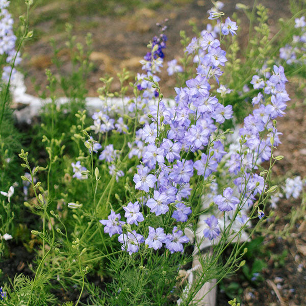 Larkspur - QIS Frosted Skies Seed