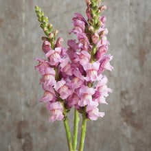Load image into Gallery viewer, Snapdragon - Potomac Lavender Seed
